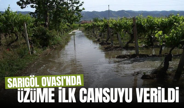 Sarıgöl Ovası’nda üzüme can suyu