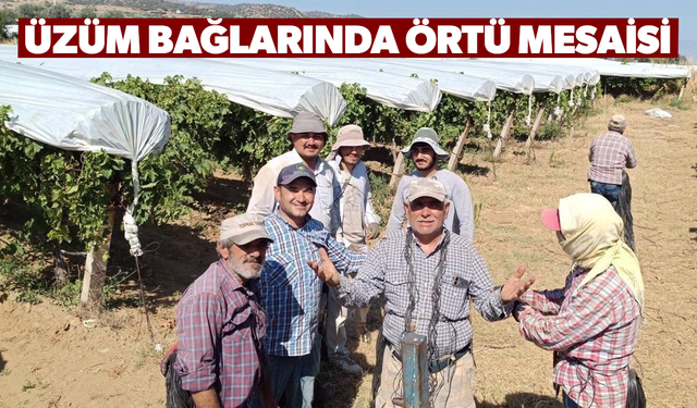 Üzüm bağlarında örtü mesaisi sürüyor