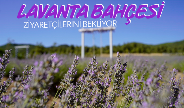 Manisa'da lavanta bahçesi ziyaretçilerini bekliyor