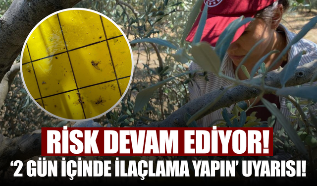 ‘2 gün içinde ilaçlama yapın’ uyarısı! Zeytin sineği tehdidi sürüyor…
