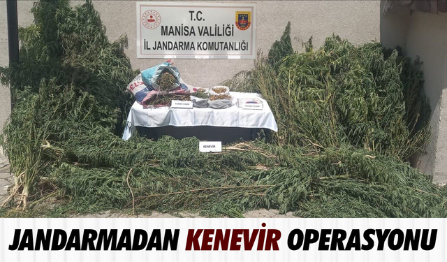 Gördes’te jandarmadan kenevir operasyonu
