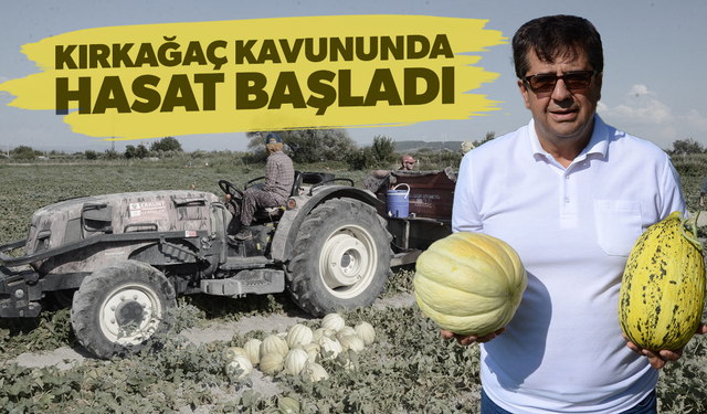 Kırkağaç kavununda hasat başladı