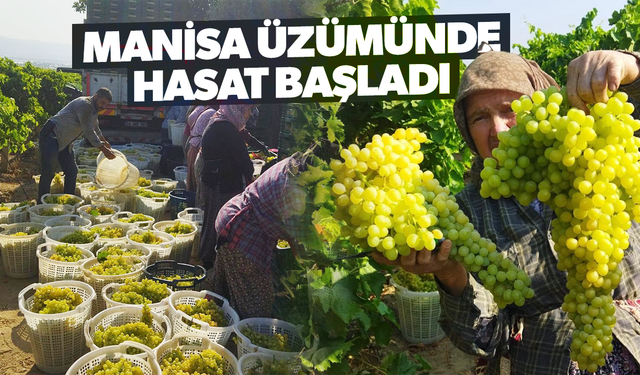 Manisa'da üzüm hasadı başladı