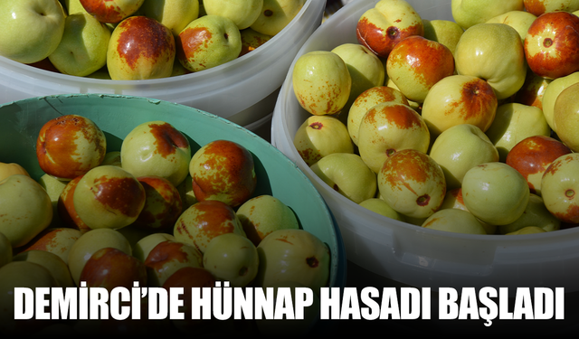Demirci’de hünnap hasadı başladı