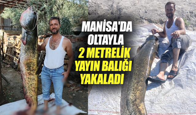 Manisa'da oltayla 2 metrelik yayın balığı yakaladı