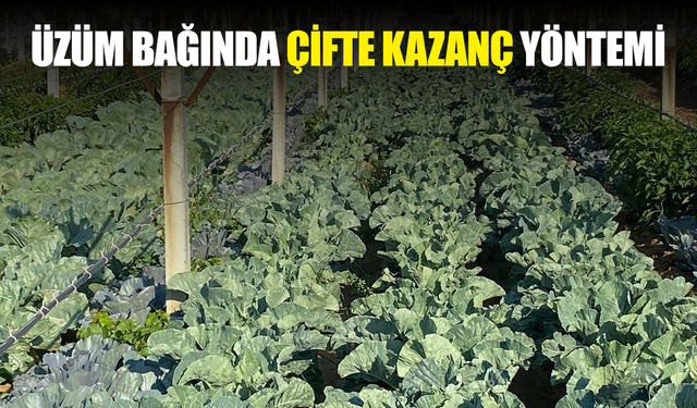 Üzüm bağında sebze üretimiyle çifte kazanç