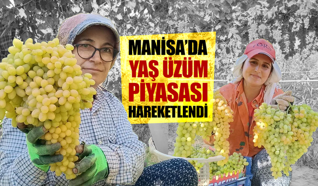 Manisa'da yaş üzüm piyasası hareketlendi