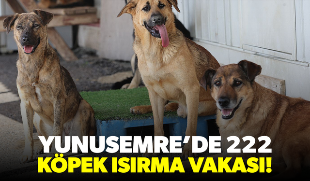 Yunusemre’de 222 köpek ısırma vakası!