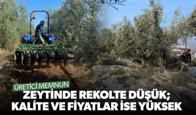 Zeytinde rekolte düşük; kalite ve fiyatlar ise yüksek