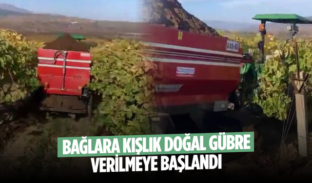 Bağlara kışlık doğal gübre verilmeye başlandı