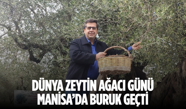 Dünya zeytin ağacı günü Manisa’da buruk geçti