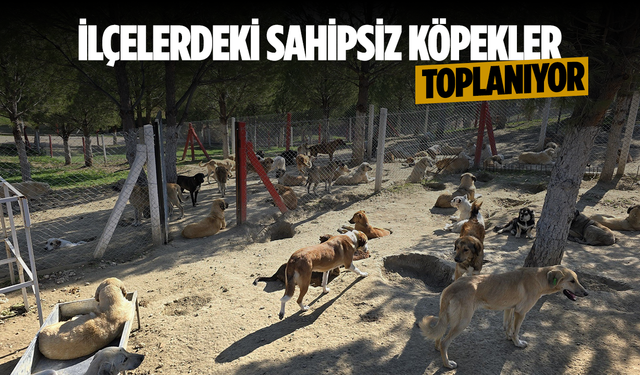 İlçelerdeki sahipsiz köpekler toplanıyor