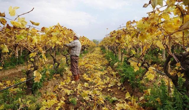 Kartpostallık görüntüler eşliğinde Sarıgöl’de budama çalışmaları sürüyor