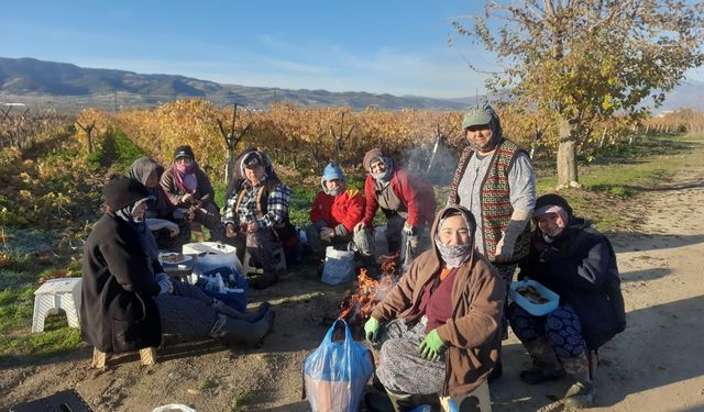 Üzüm bağlarında kadın istihdamı artıyor