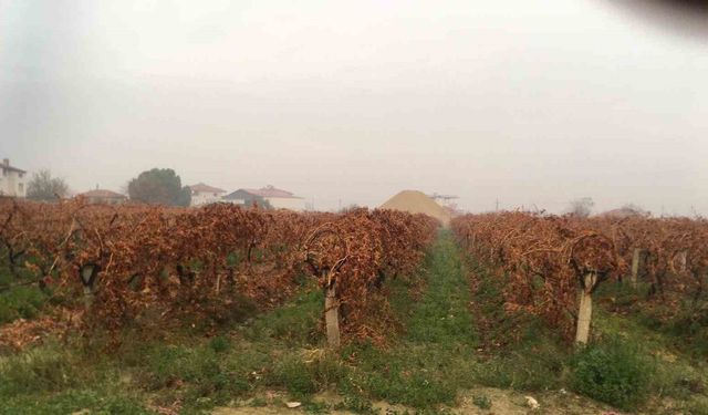 Sağanak yağmur çiftçileri sevindirdi