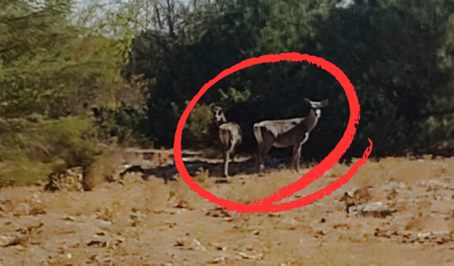 Kızıl geyikler aylar sonra Spil Dağı'nda yeniden görüntülendi