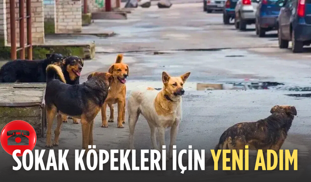 Manisa’da sahipsiz köpekler için 7/24 ihbar hattı