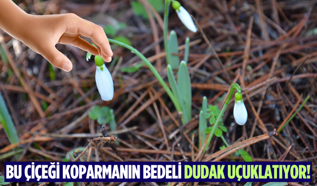 Bu çiçeği koparmanın bedeli dudak uçuklatıyor