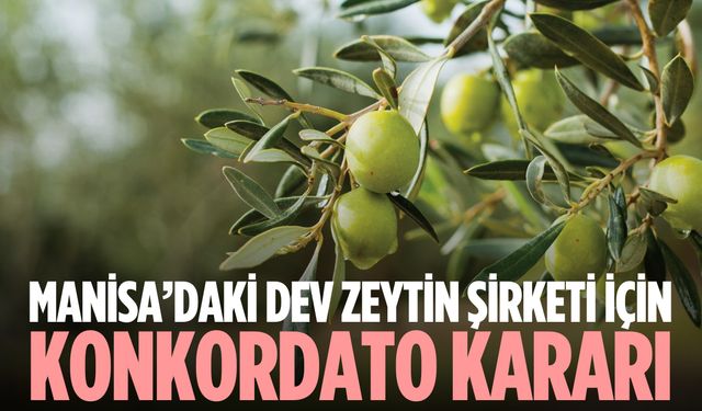 Manisa’da zeytin firmasına konkordato