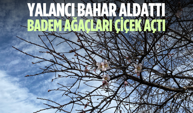 Yalancı bahar aldattı, badem ağaçları çiçek açtı