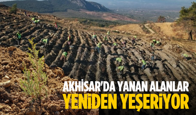 Akhisar'da yanan alanlar yeniden yeşeriyor: 2 milyon 325 bin fidan toprakla buluşacak