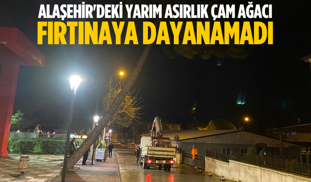 Alaşehir'deki yarım asırlık çam ağacı fırtınaya dayanamadı