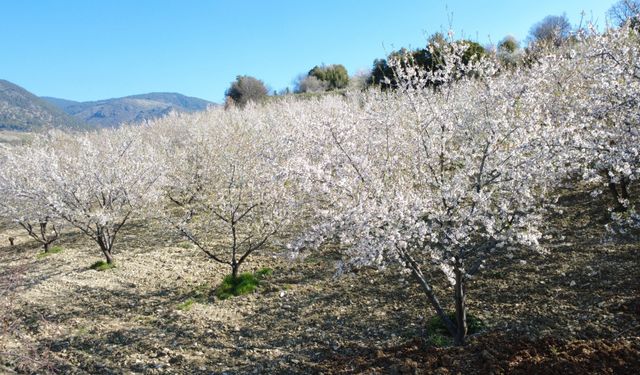 Manisa'da badem ağaçları çiçeklerle bezendi: Görsel şölen dronla görüntülendi