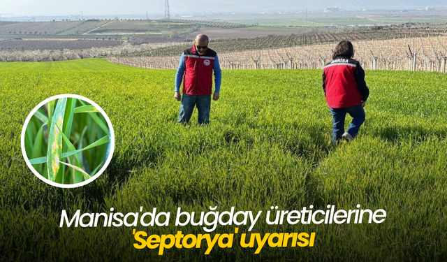Manisa'da buğday üreticilerine 'Septorya' uyarısı