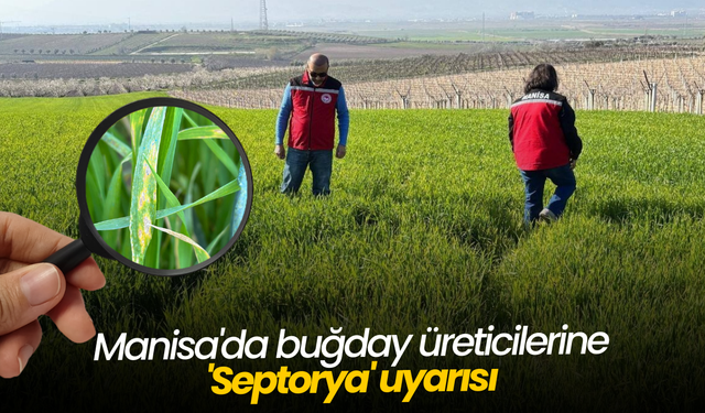 Manisa'da buğday üreticilerine 'Septorya' uyarısı