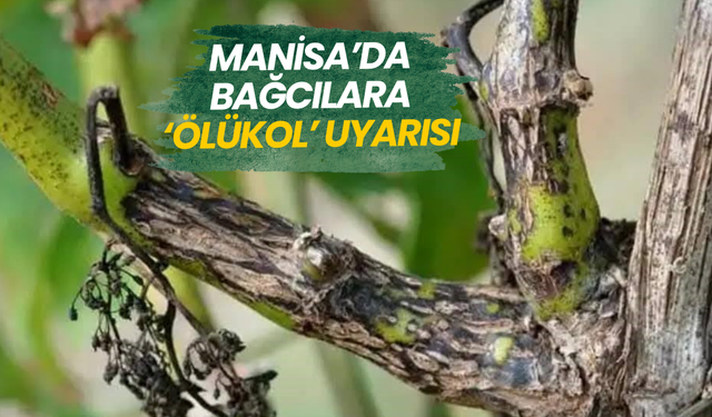 Manisa’da bağcılara ‘Ölükol’ uyarısı