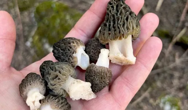 Manisa’da kuzugöbeği sezonu başladı