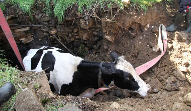 Manisa'da kuyuya düşen 7 aylık gebe inek kurtarıldı