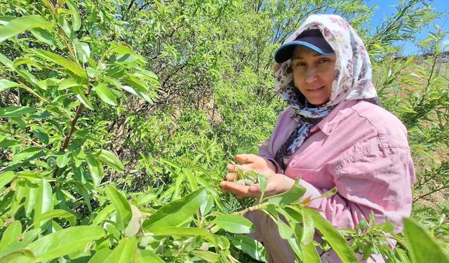 Çağla, üreticisinin yüzünü güldürdü