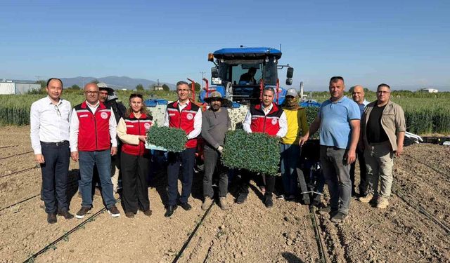 Manisa'da 131 bin dekarlık alanda domates mesaisi