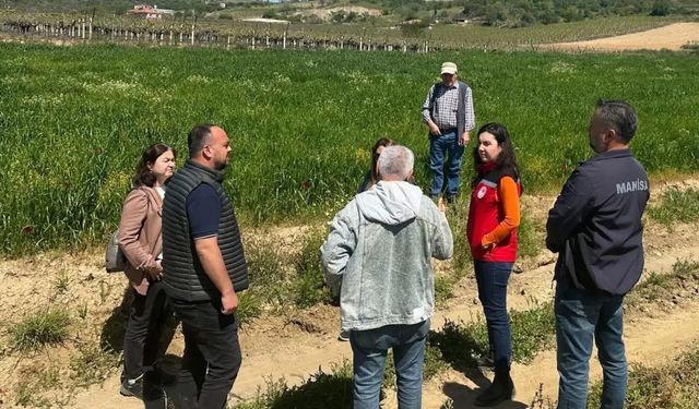 Sarıgöl'de incir hamlesi