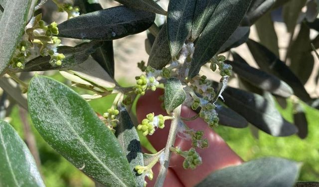 Zeytin üreticileri pamuklu bit zararlısına karşı uyarıldı