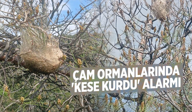 Çam ormanlarında 'Kese kurdu' alarmı
