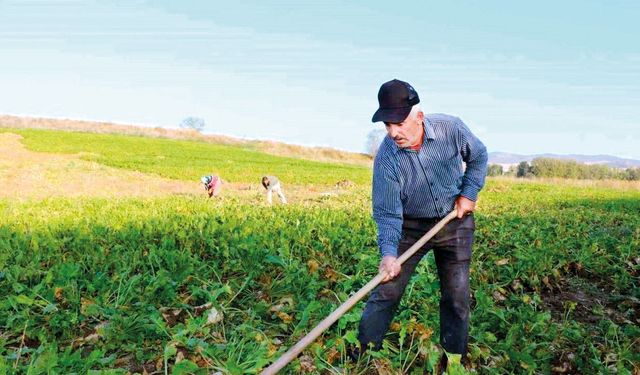 Yapay zekaya güvenen çiftçi 25 dönümlük ürününü kaybetti