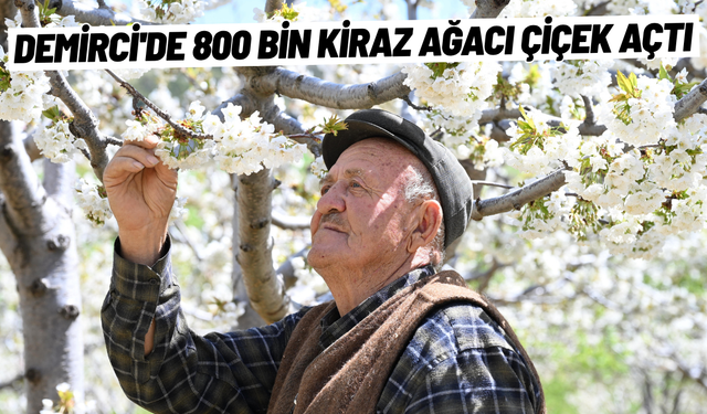 Demirci'de 800 bin kiraz ağacı çiçek açtı