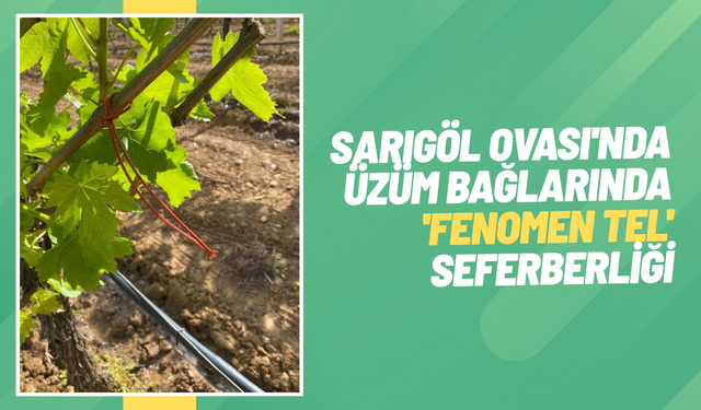 Sarıgöl Ovası'nda üzüm bağlarında 'Fenomen Tel' seferberliği