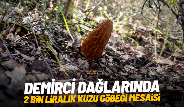 Demirci dağlarında 2 bin liralık kuzu göbeği mesaisi