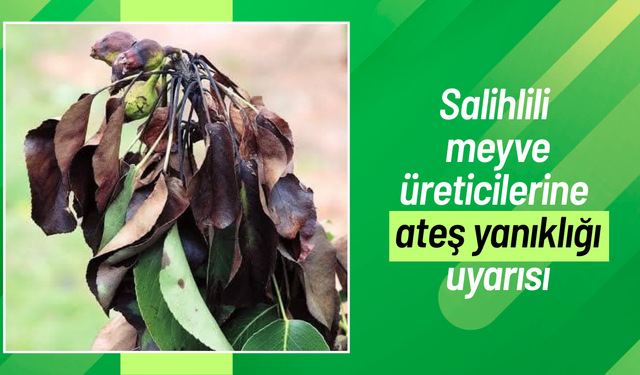 Salihlili meyve üreticilerine ateş yanıklığı uyarısı
