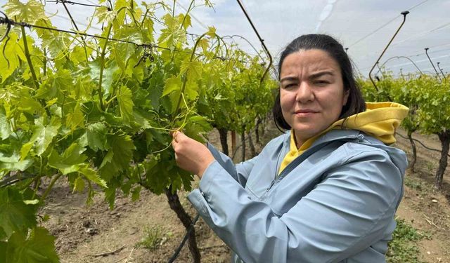 Laboratuvar sonuçları 'pestisit yok' dedi, başarı tescillendi