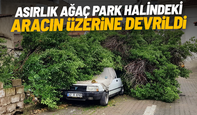 Asırlık ağaç park halindeki aracın üzerine devrildi