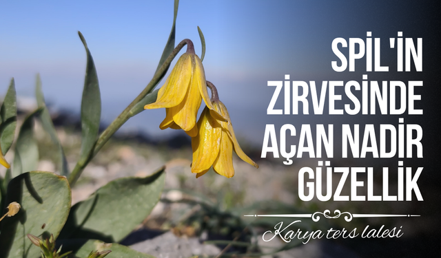Spil'in zirvesinde açan nadir güzellik