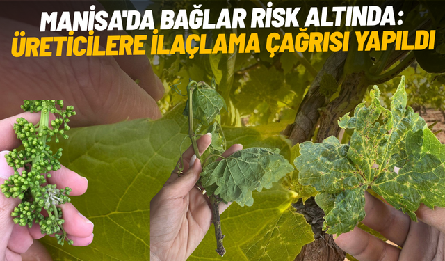 Manisa'da bağlar risk altında: Üreticilere ilaçlama çağrısı yapıldı