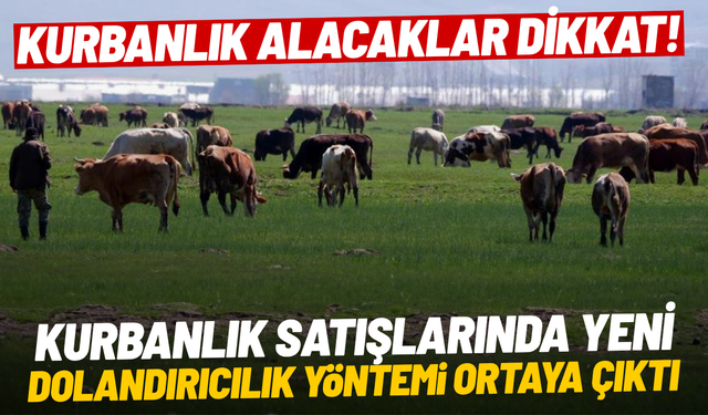 Kurbanlık satışlarında yeni dolandırıcılık yöntemi ortaya çıktı