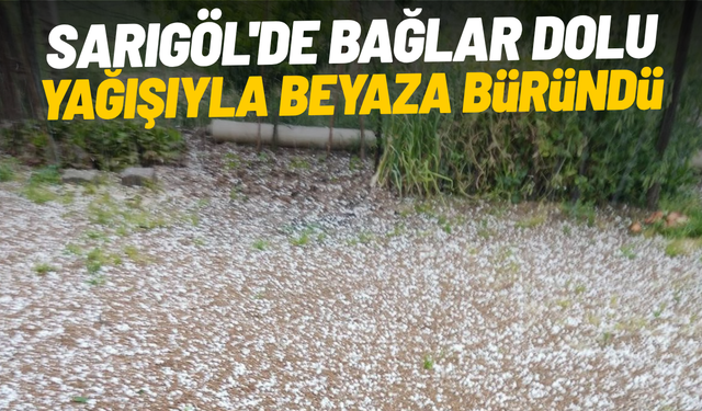 Sarıgöl'de bağlar dolu yağışıyla beyaza büründü