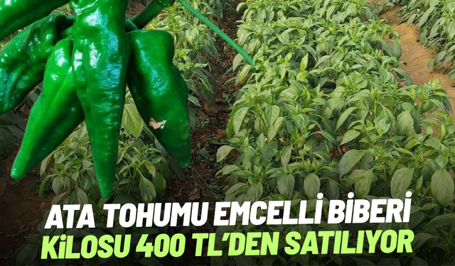 Ata tohumu Emcelli Biberi kilosu 400 TL'den satılıyor