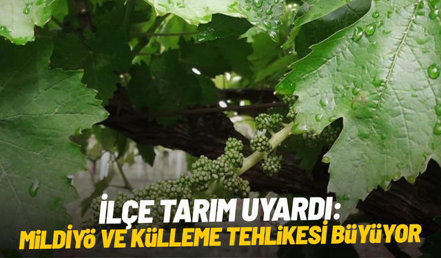 İlçe tarım uyardı: Mildiyö ve külleme tehlikesi büyüyor
